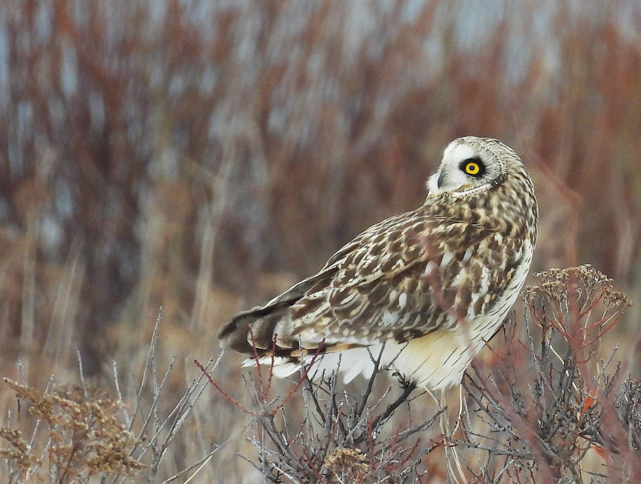 Short-eared Owl