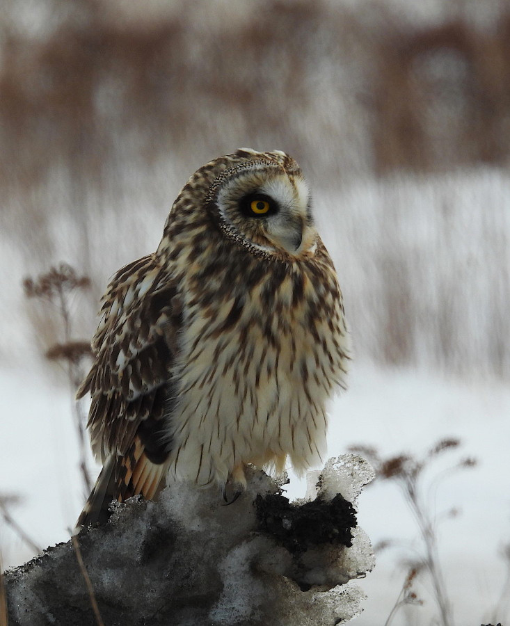 Short-eared Owl