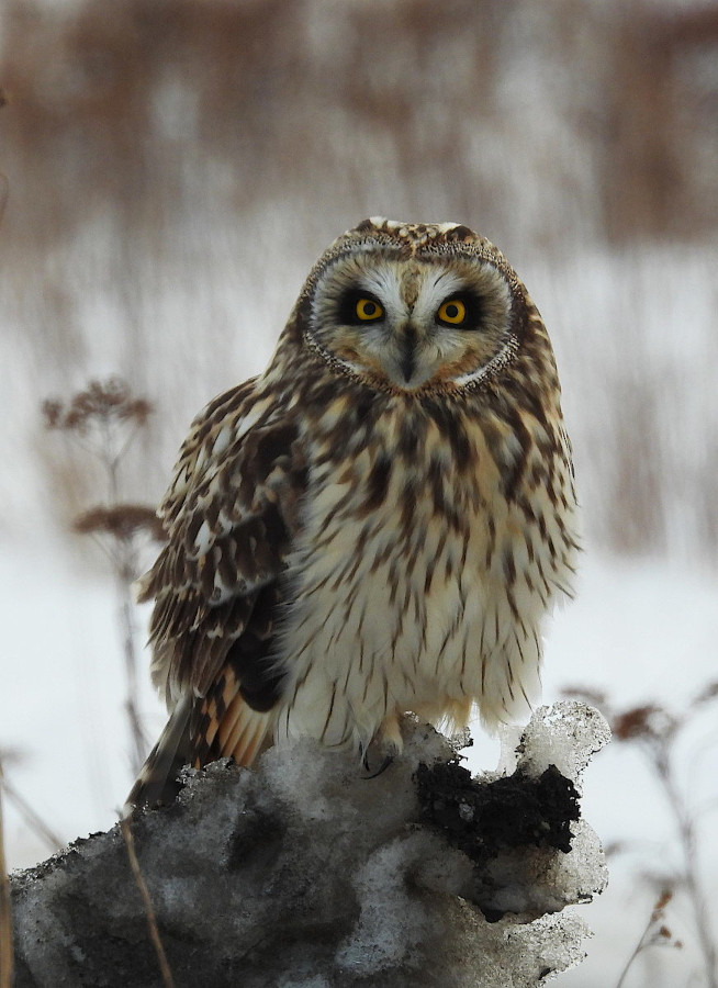 Short-eared Owl