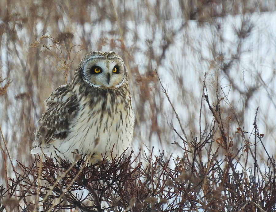 Short-eared Owl
