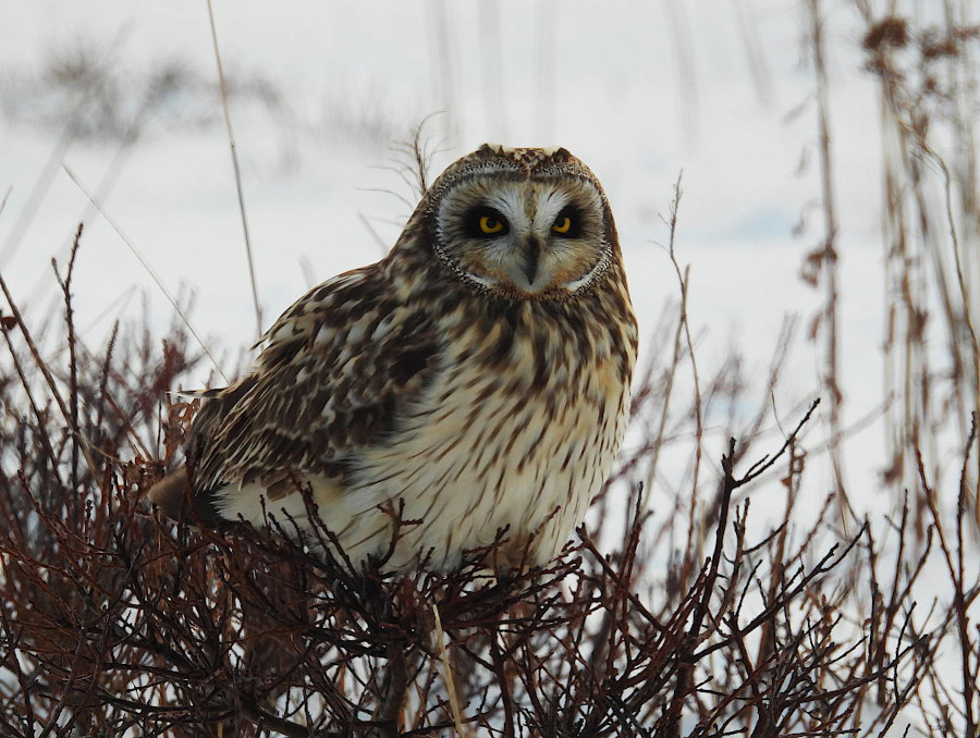 Short-eared Owl
