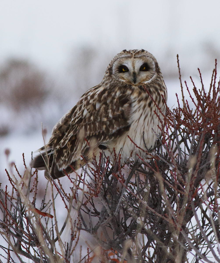 Short-eared Owl