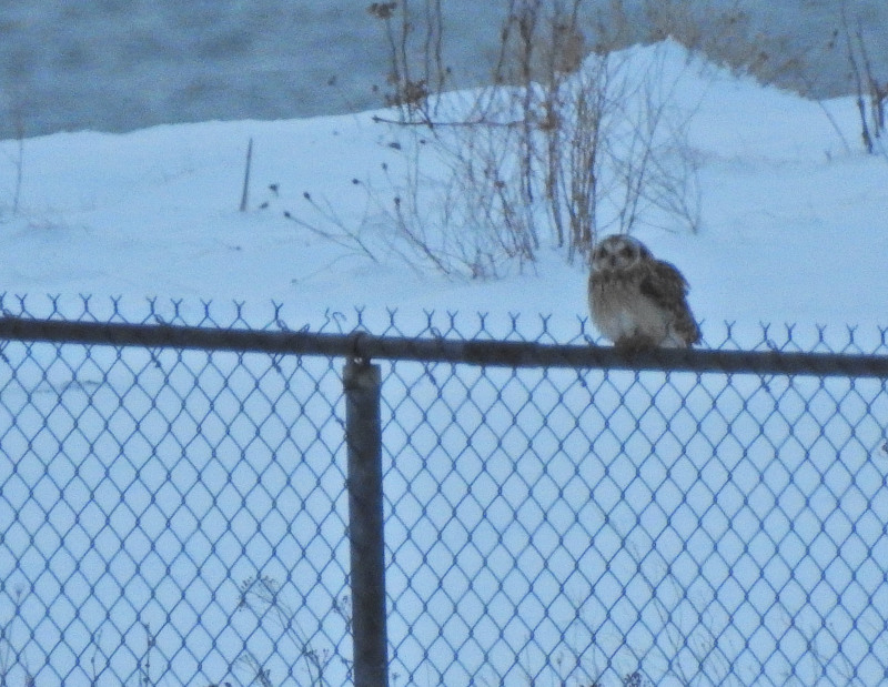 Short-eared Owl