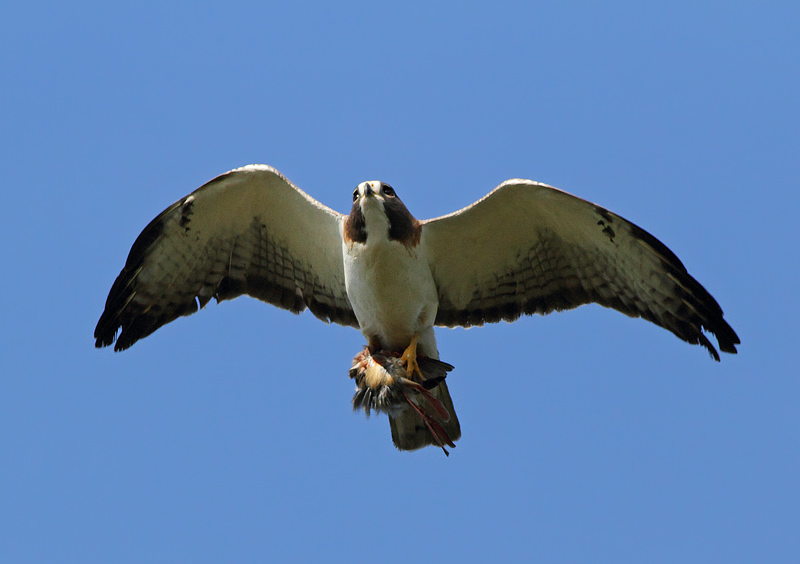Short-tailed Hawk