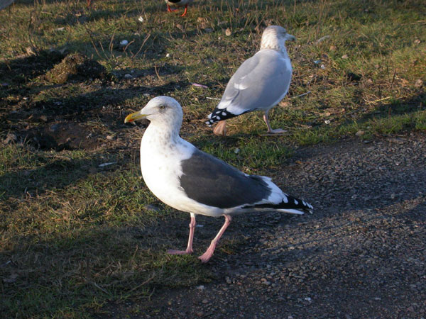 Slaty-backed Gull