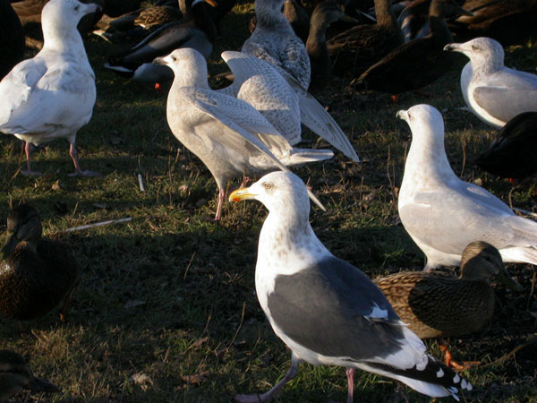 Slaty-backed Gull