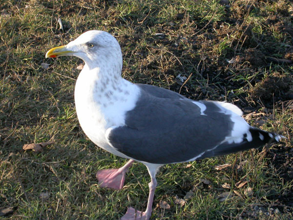 Slaty-backed Gull