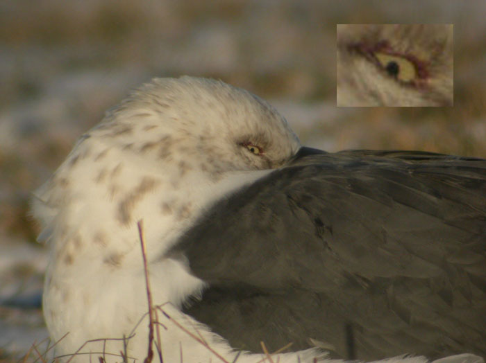 Slaty-backed Gull