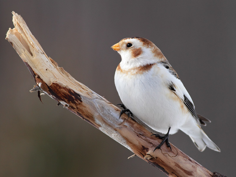 Snow Bunting