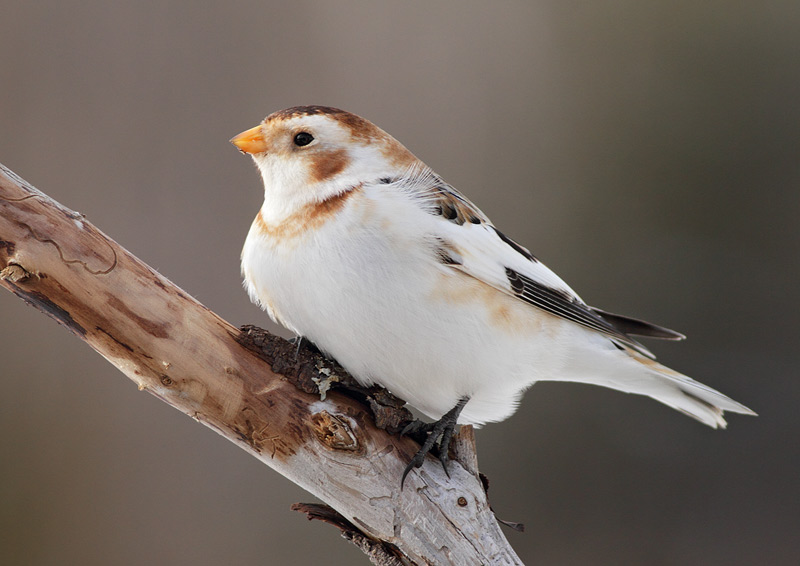 Snow Bunting