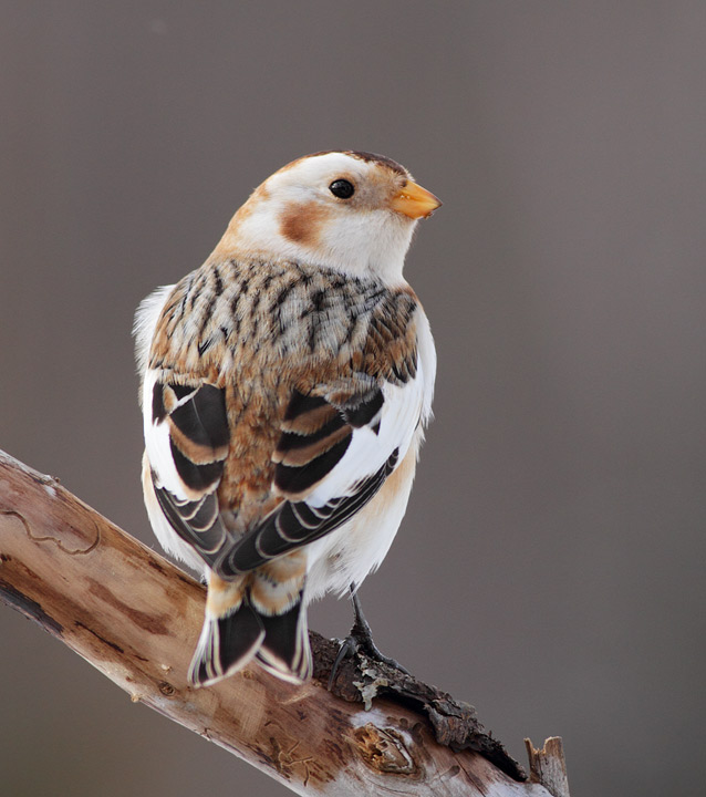 Snow Bunting