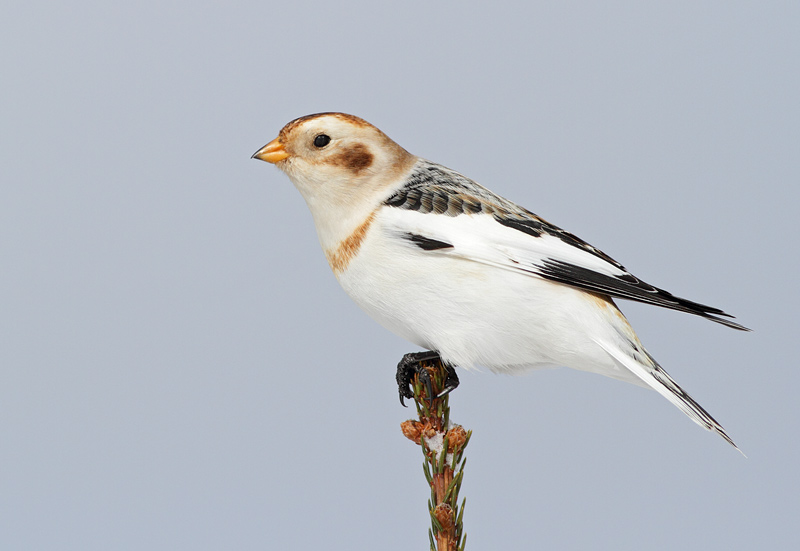 Snow Bunting