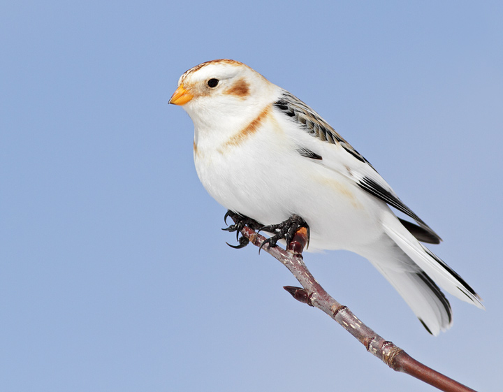 Snow Bunting