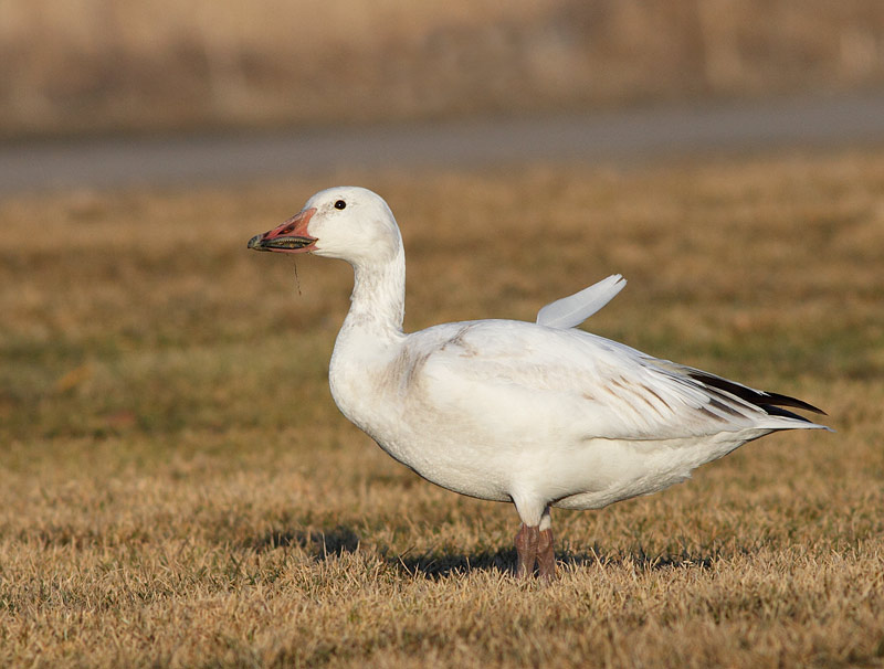 Snow Goose