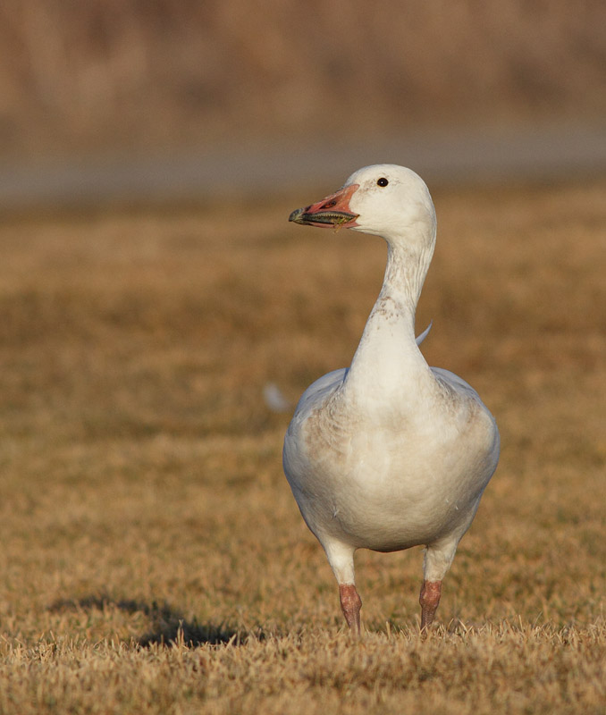 Snow Goose