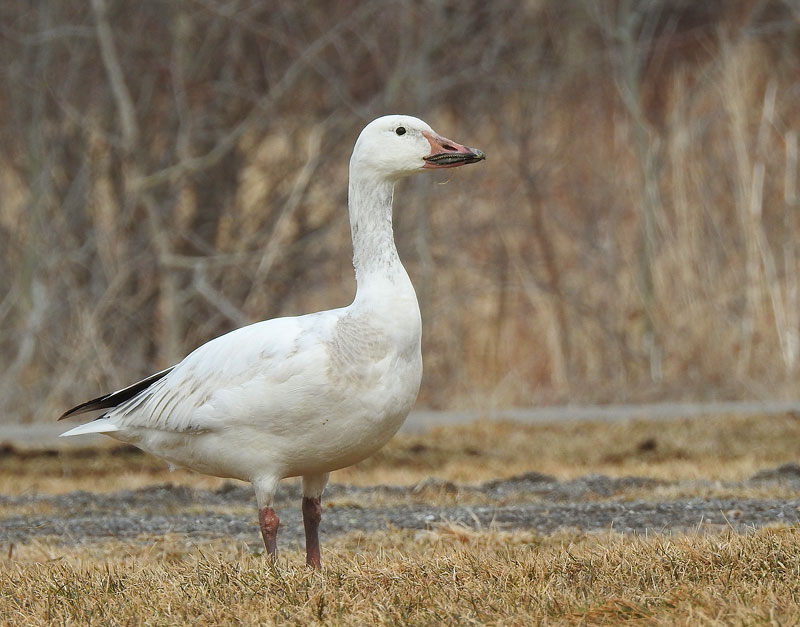 Snow Goose