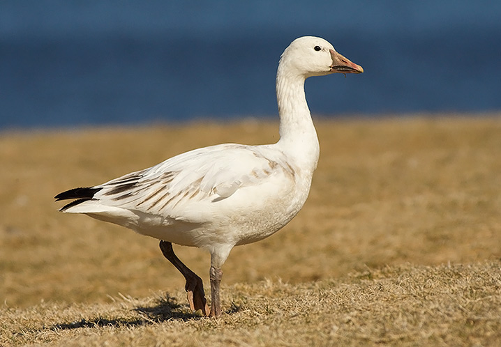 Snow Goose