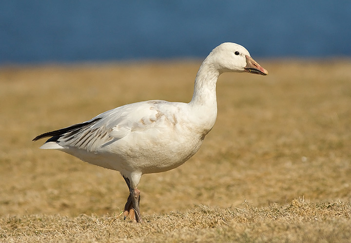 Snow Goose