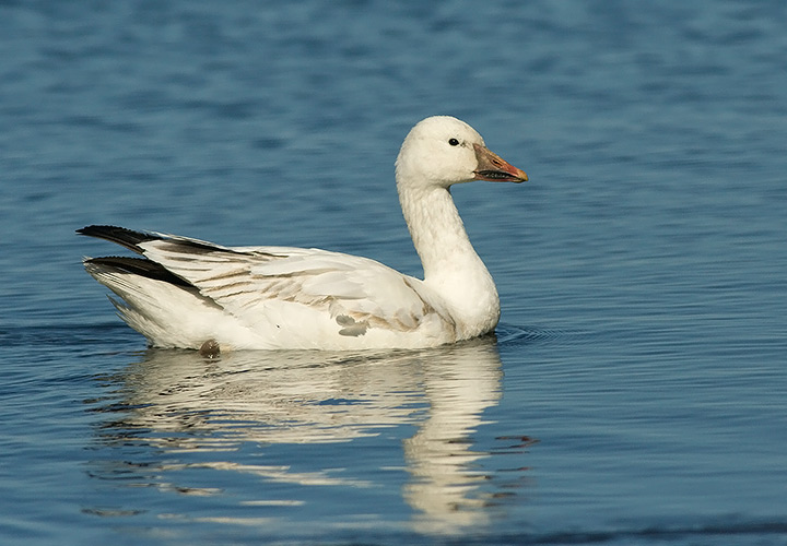 Snow Goose