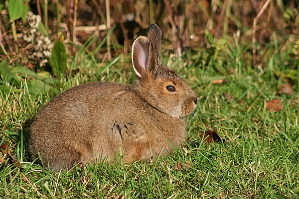 Snowshoe Hare