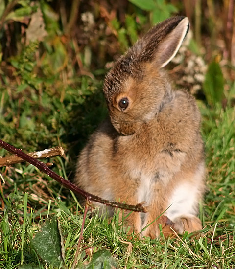 Snowshoe Hare