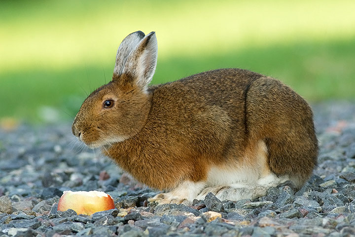 Snowshoe Hare