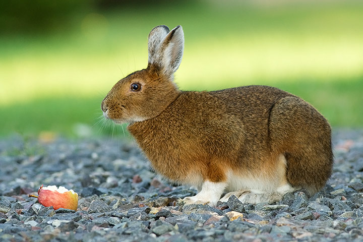 Snowshoe Hare