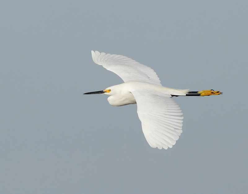 Snowy Egret