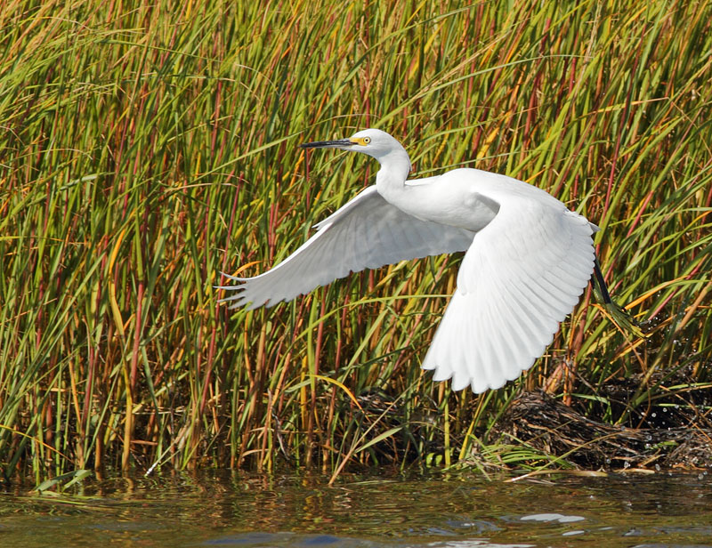 Snowy Egret