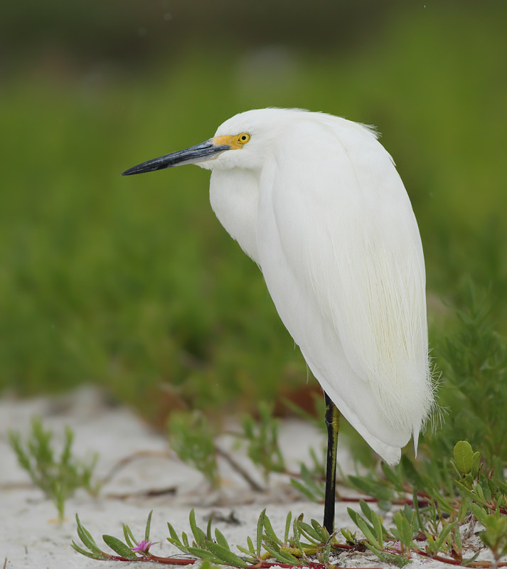 Snowy Egret