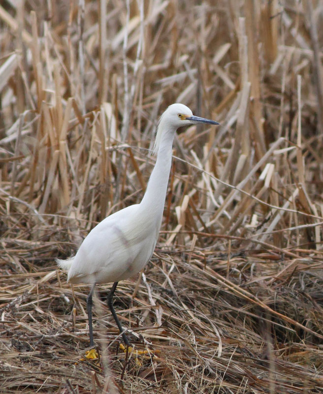Snowy Egret