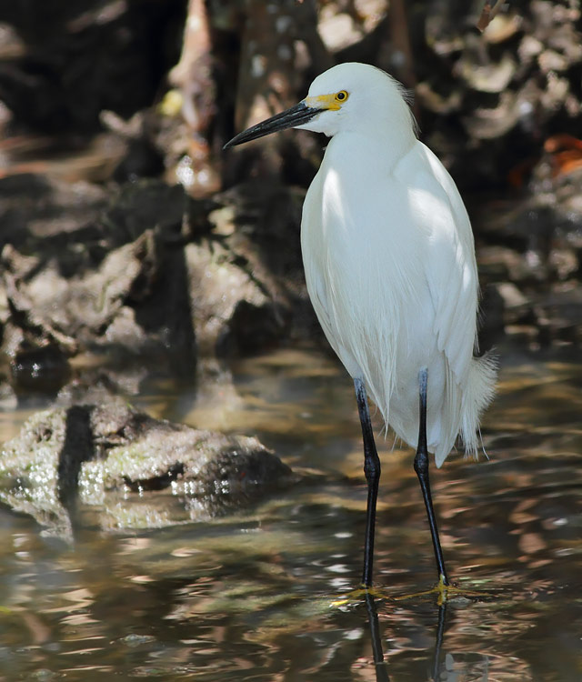 Snowy Egret