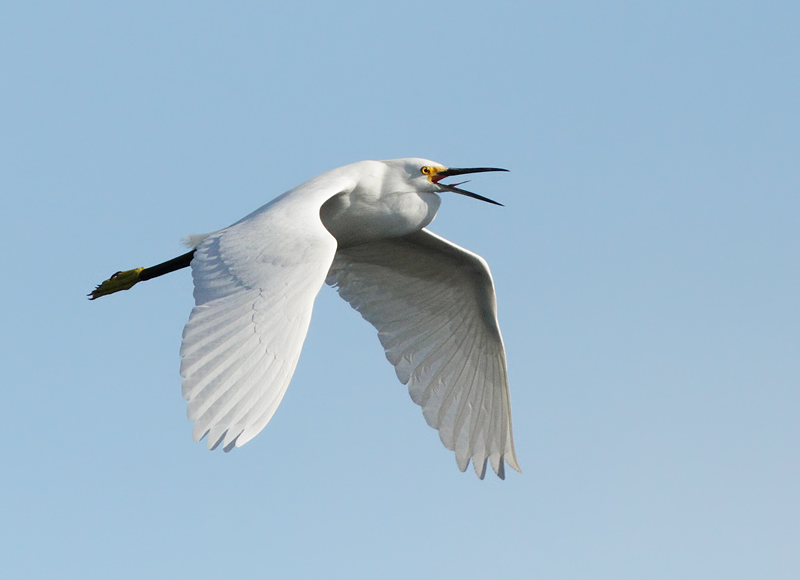 Snowy Egret