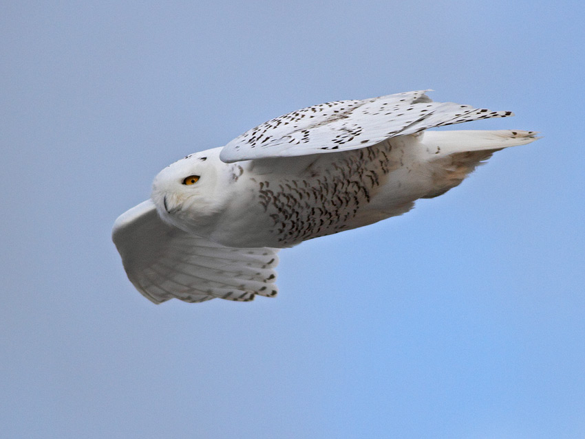 Snowy Owl