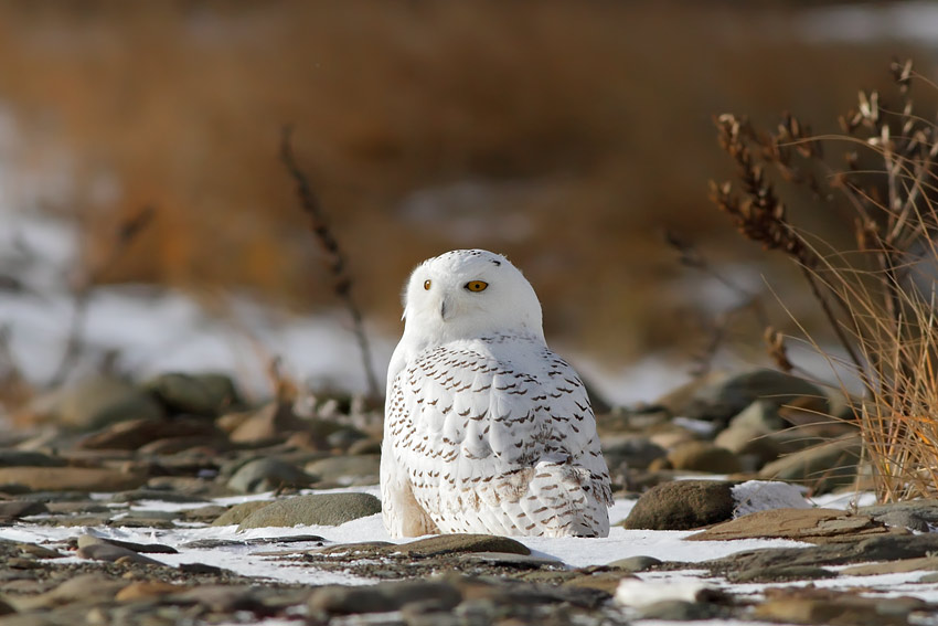 Snowy Owl