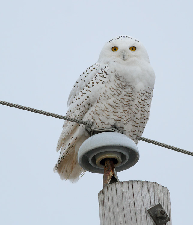 Snowy Owl