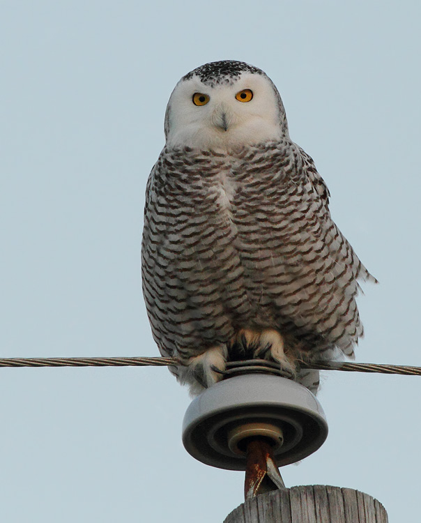 Snowy Owl