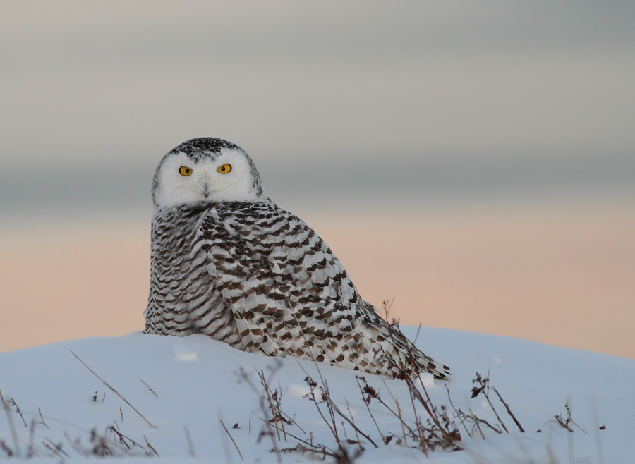 Snowy Owl