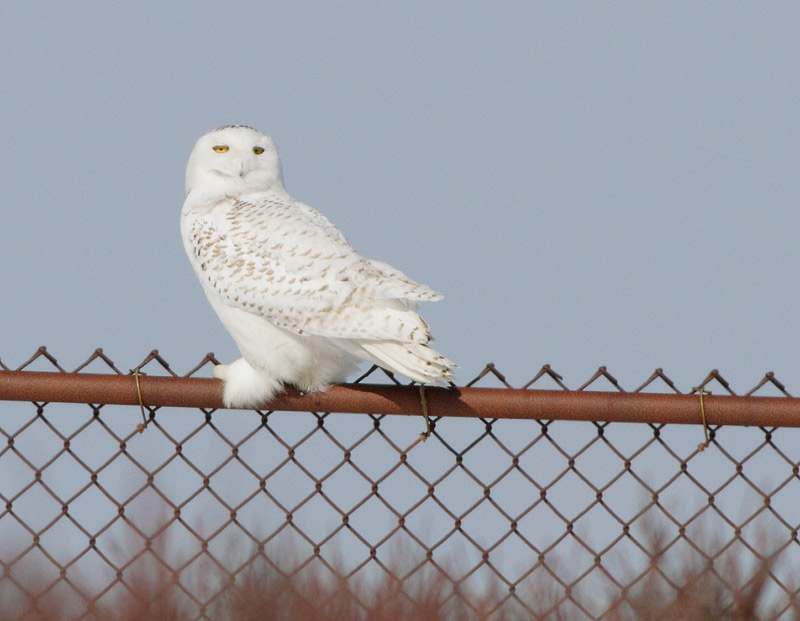 Snowy Owl
