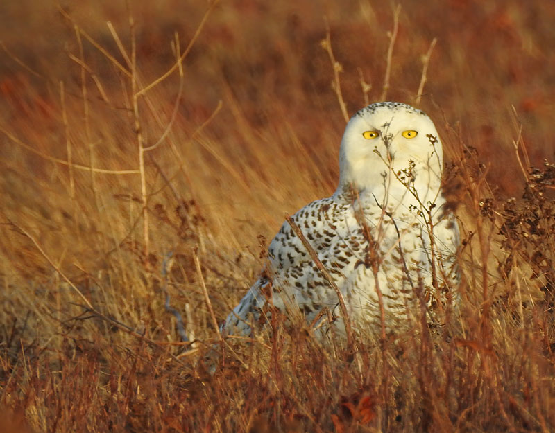 Snowy Owl