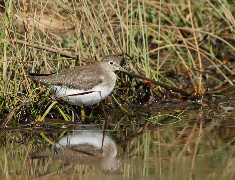 Solitary Sandpiper