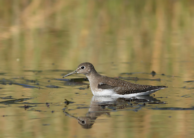 Solitary Sandpiper