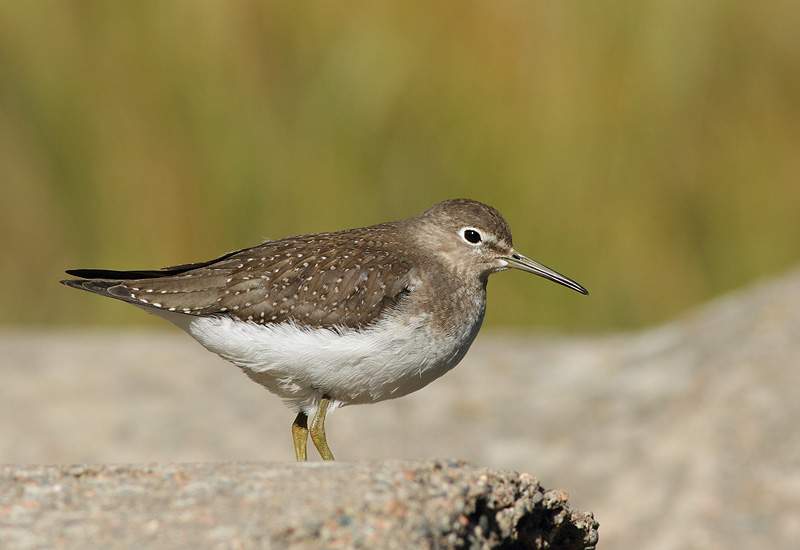 Solitary Sandpiper