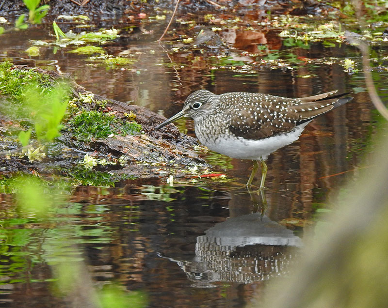 Solitary Sandpiper
