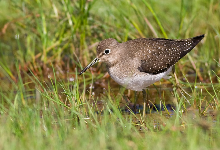 Solitary Sandpiper