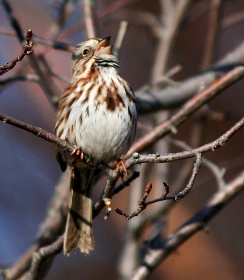 Song Sparrow