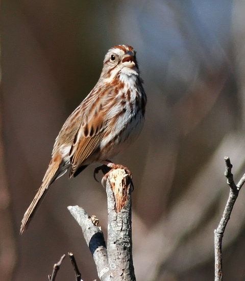 Song Sparrow