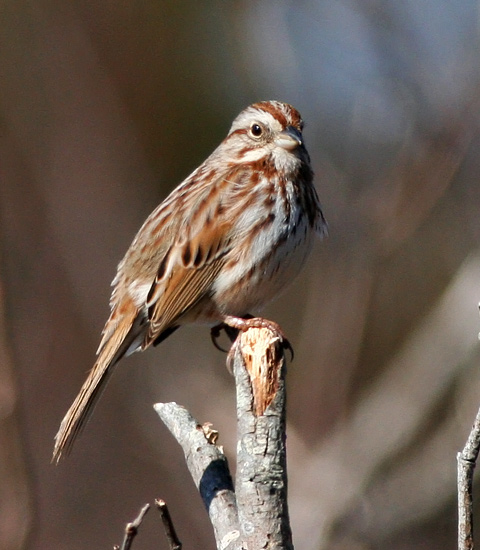 Song Sparrow