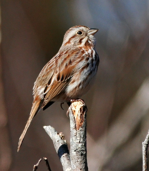 Song Sparrow