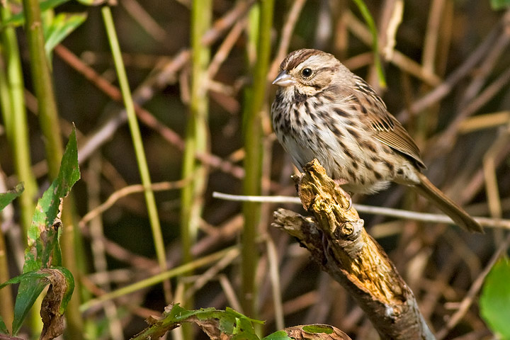 Song Sparrow